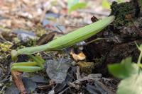 Mantis religiosa