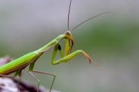 Mantis religiosa