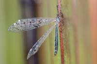 Distoleon tetragrammicus