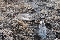 Distoleon tetragrammicus