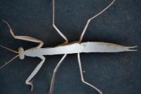 Mantis religiosa