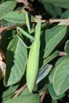 Mantis religiosa