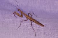 Mantis religiosa
