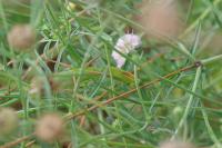Mantis religiosa