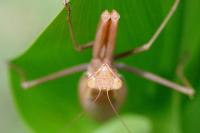 Mantis religiosa
