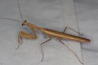 Mantis religiosa