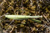 Mantis religiosa