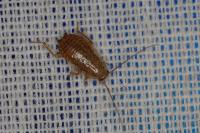 Ectobius pallidus