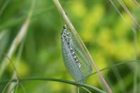 Chrysopa perla