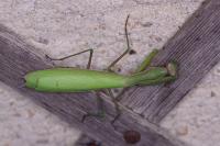 Mantis religiosa
