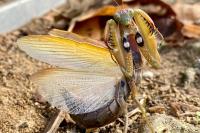 Mantis religiosa