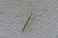 Clonopsis gallica