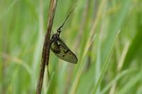 Ephemera vulgata