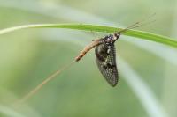 Ephemera vulgata