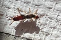 Forficula auricularia