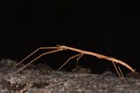 Clonopsis gallica