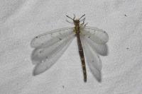 Distoleon tetragrammicus