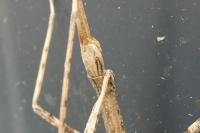 Clonopsis gallica