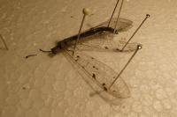 Distoleon tetragrammicus