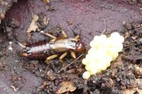 Forficula auricularia