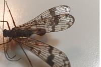 Panorpa communis