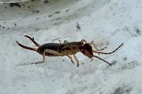 Forficula auricularia