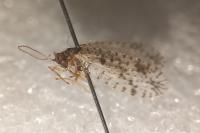 Micromus variegatus