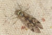 Metylophorus nebulosus