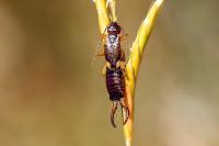 Forficula auricularia