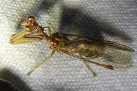 Mantispa styriaca