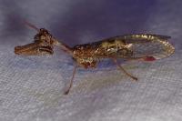 Mantispa styriaca