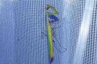 Mantis religiosa
