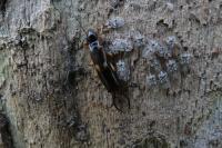 Forficula auricularia