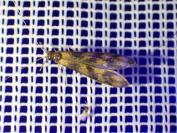 Mystacides longicornis