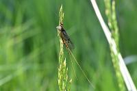 Ephemera vulgata
