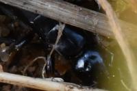 Euborellia moesta