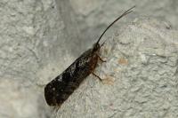 Agrypnia varia