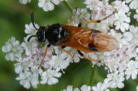 Arge melanochra
