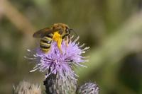 Halictus scabiosae