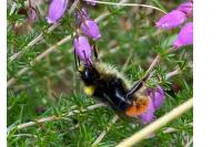 Bombus lapidarius