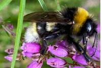 Bombus vestalis