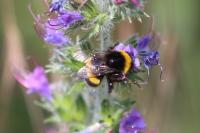 Bombus