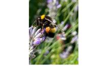 Bombus sp (terrestris/lucorum/cryptarum/magnus)