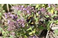 Bombus
