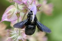 Xylocopa