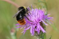 Bombus lapidarius