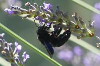 Xylocopa