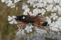 Ichneumon sarcitorius