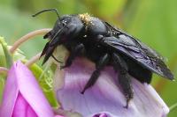 Xylocopa violacea