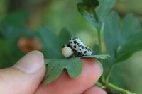 Cimbex quadrimaculatus